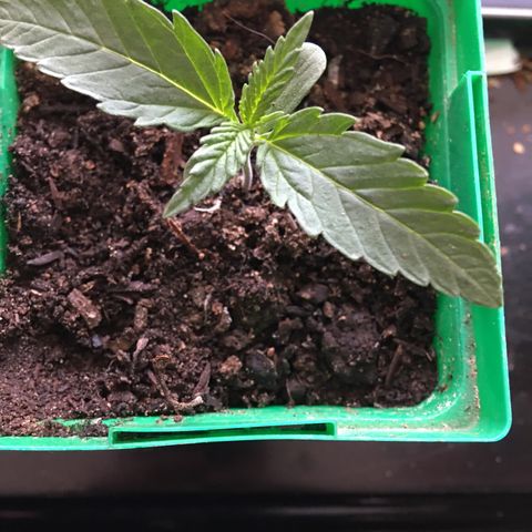 Banana hammock and purple train wreck  growlog timeline photo