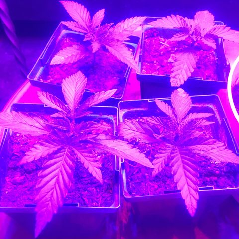 Banana hammock and purple train wreck  growlog photo: Girls growing fast