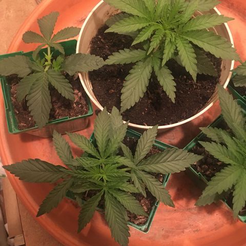 Banana hammock and purple train wreck  growlog photo: I noticed a slight curling on the leaves so I raised the light and lower the fan in case it’s temperature related. I think I’m gonna skip water today girls haven’t been Thirsty 