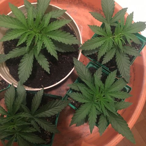 Banana hammock and purple train wreck  growlog photo: I noticed a slight curling on the leaves so I raised the light and lower the fan in case it’s temperature related. I think I’m gonna skip water today girls haven’t been Thirsty 