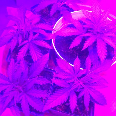 Banana hammock and purple train wreck  growlog photo: I noticed a slight curling on the leaves so I raised the light and lower the fan in case it’s temperature related. I think I’m gonna skip water today girls haven’t been Thirsty 