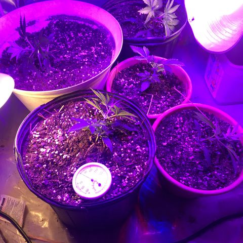 Banana hammock and purple train wreck  growlog timeline photo