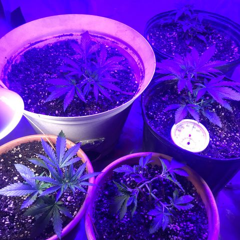 Banana hammock and purple train wreck  growlog timeline photo