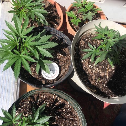 Banana hammock and purple train wreck  growlog photo: Giving the girls a treat