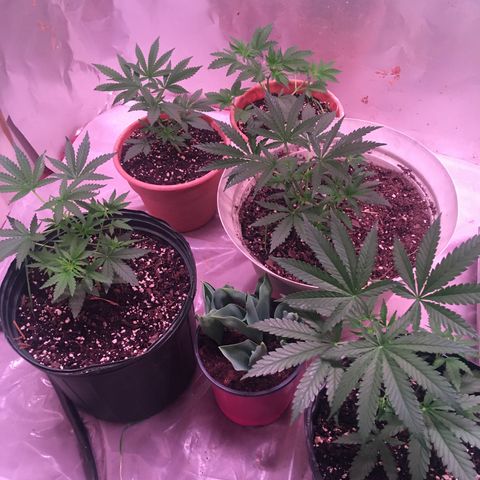 Banana hammock and purple train wreck  growlog photo: There ready for there grow tent
