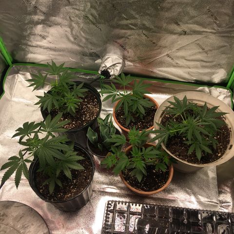 Banana hammock and purple train wreck  growlog timeline photo