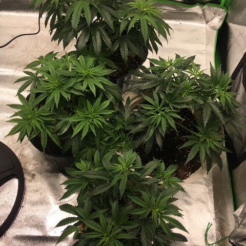 Banana hammock and purple train wreck  growlog photo: Switching to 12 12 soon