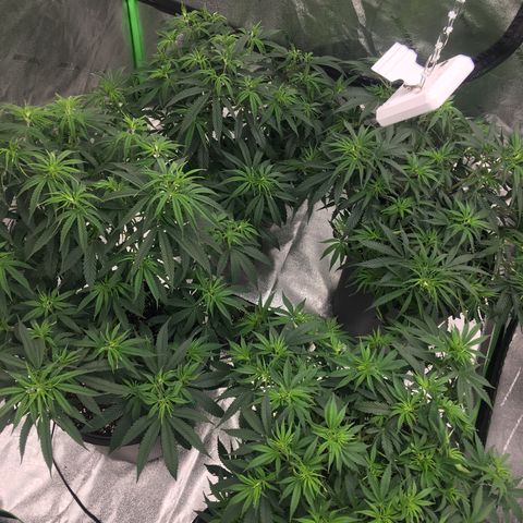 Banana hammock and purple train wreck  growlog photo: Day before the switch 