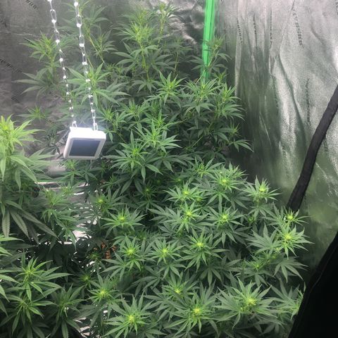 Banana hammock and purple train wreck  growlog photo: 2nd week in Flowering 
