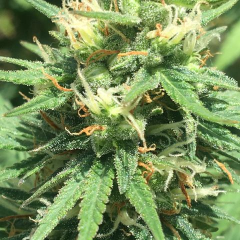 Banana hammock and purple train wreck  growlog timeline photo