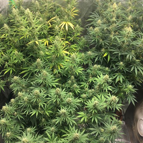Banana hammock and purple train wreck  growlog timeline photo