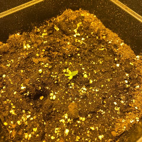 Fruit Spirit growlog timeline photo
