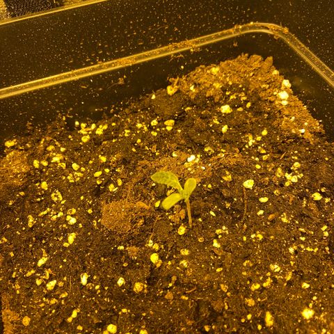 Fruit Spirit growlog timeline photo