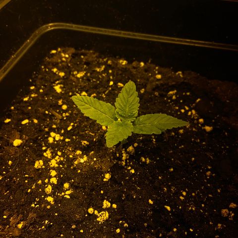 Fruit Spirit growlog timeline photo