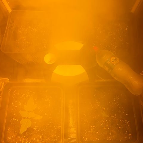 Fruit Spirit growlog timeline photo