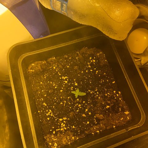 Fruit Spirit growlog timeline photo