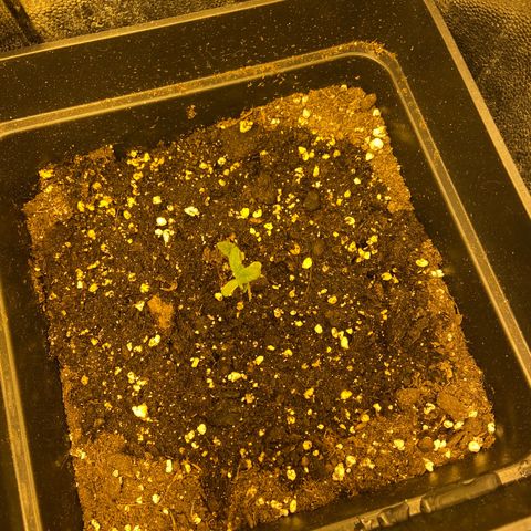 Fruit Spirit growlog timeline photo