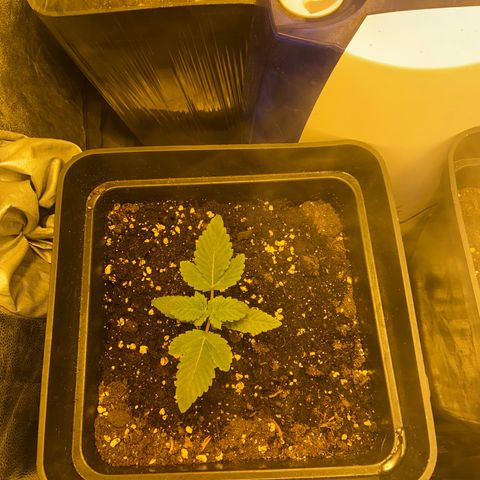 Fruit Spirit growlog timeline photo