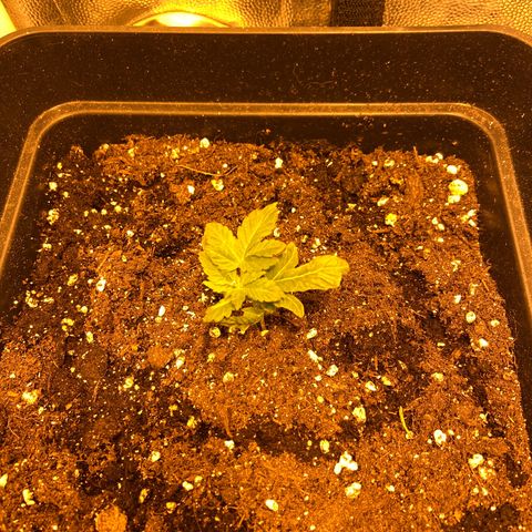 Fruit Spirit growlog timeline photo
