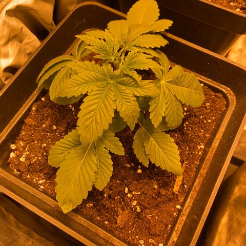 Fruit Spirit growlog timeline photo