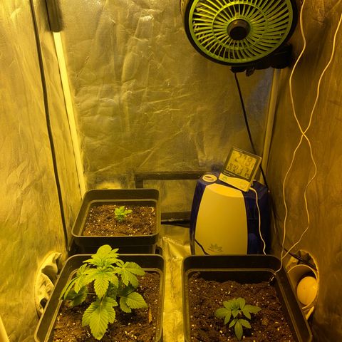 Fruit Spirit growlog timeline photo