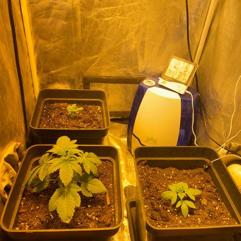 Fruit Spirit growlog timeline photo