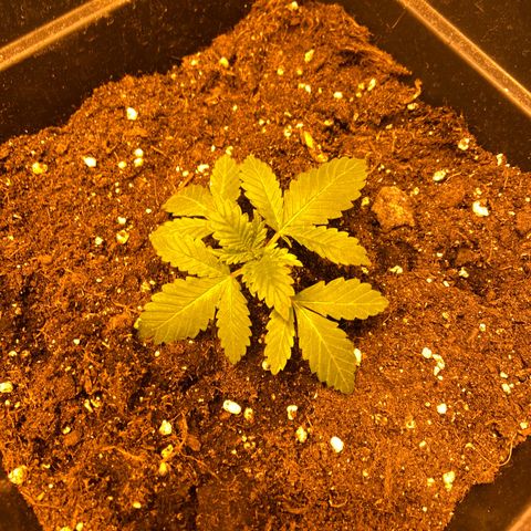 Fruit Spirit growlog timeline photo