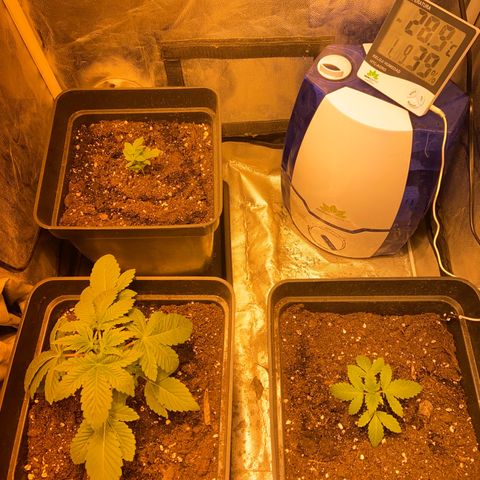 Fruit Spirit growlog timeline photo