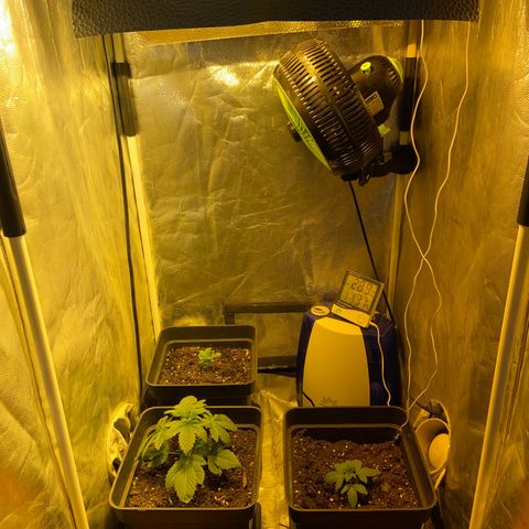 Fruit Spirit growlog timeline photo