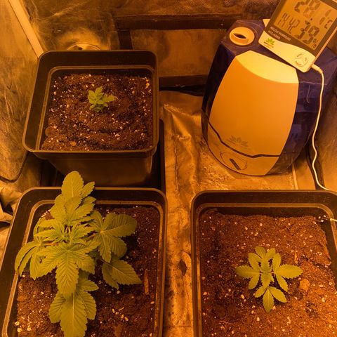 Fruit Spirit growlog timeline photo