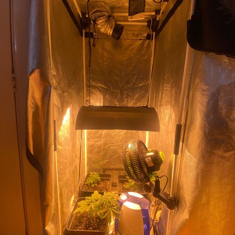 Fruit Spirit growlog timeline photo