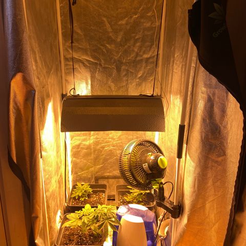 Fruit Spirit growlog timeline photo
