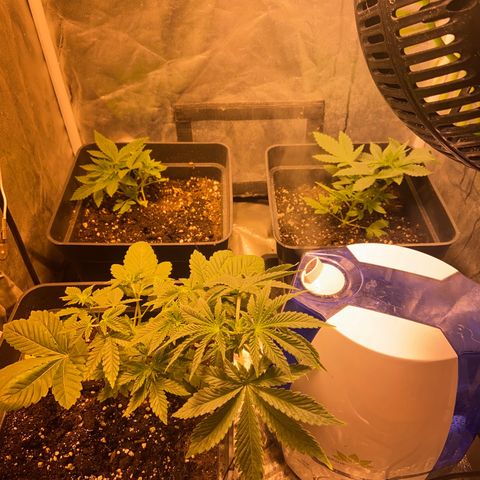 Fruit Spirit growlog timeline photo