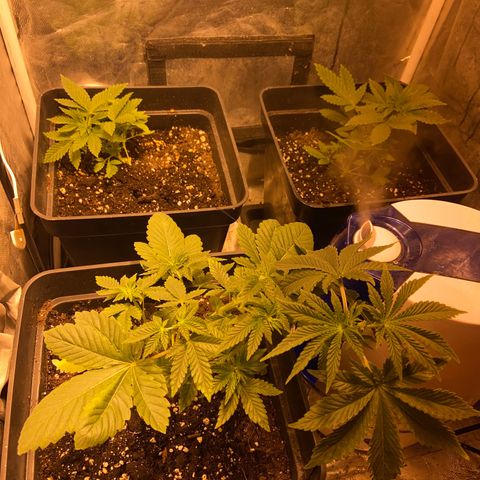 Fruit Spirit growlog timeline photo