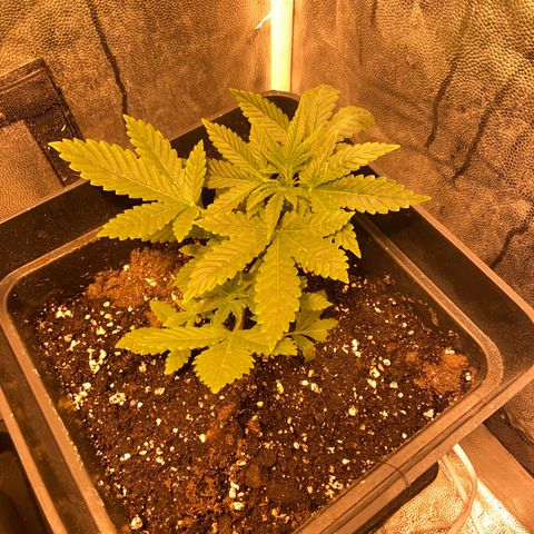 Fruit Spirit growlog timeline photo