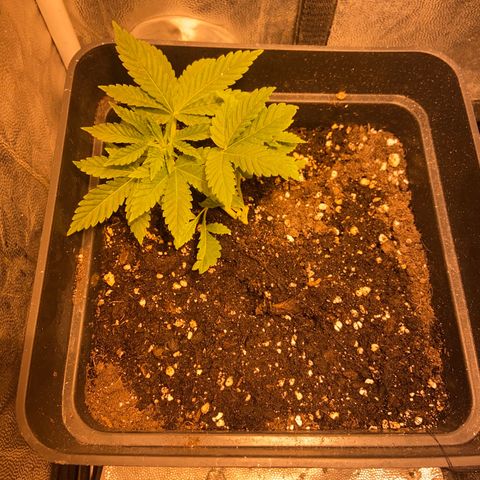 Fruit Spirit growlog timeline photo