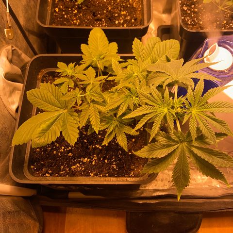 Fruit Spirit growlog timeline photo