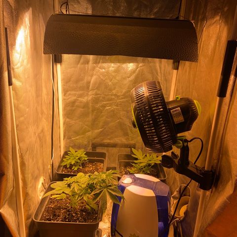 Fruit Spirit growlog timeline photo