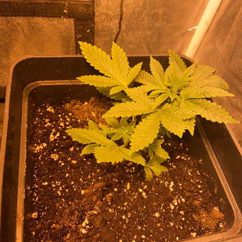Fruit Spirit growlog timeline photo