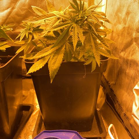 Fruit Spirit growlog timeline photo