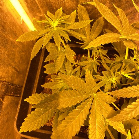 Fruit Spirit growlog timeline photo
