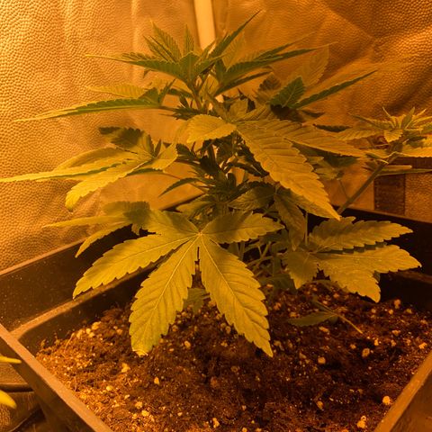 Fruit Spirit growlog timeline photo