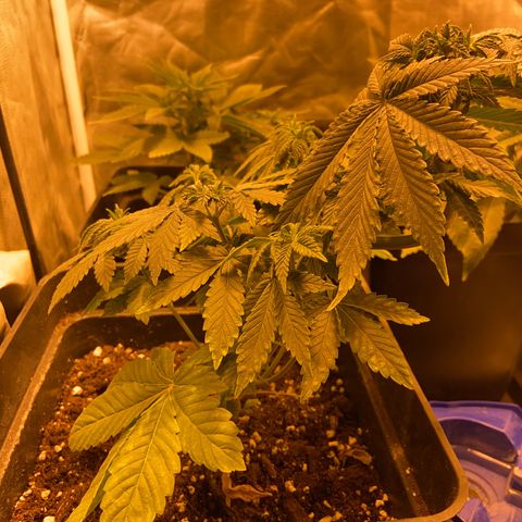 Fruit Spirit growlog timeline photo