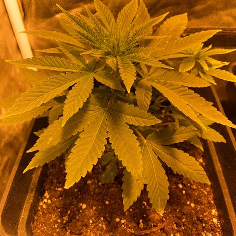 Fruit Spirit growlog timeline photo