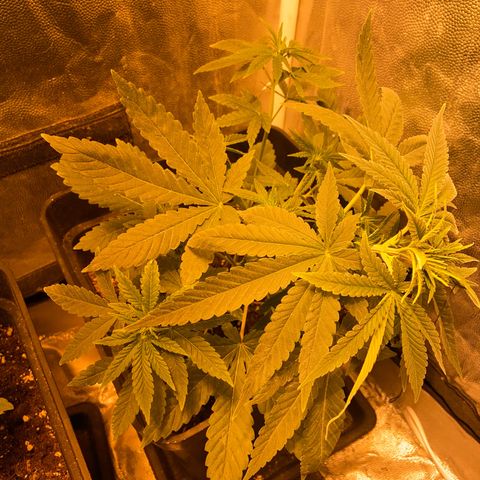 Fruit Spirit growlog timeline photo