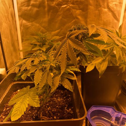 Fruit Spirit growlog timeline photo