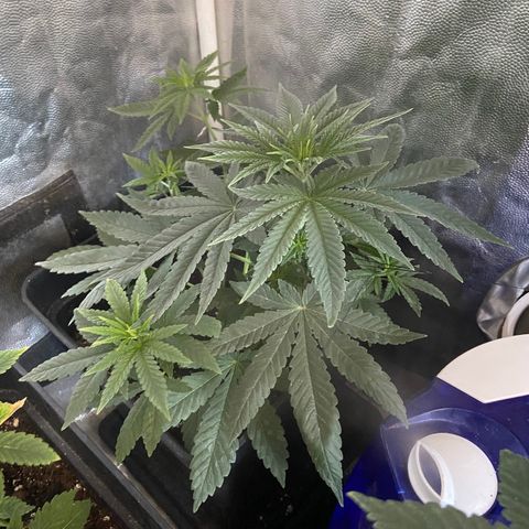 Fruit Spirit growlog timeline photo