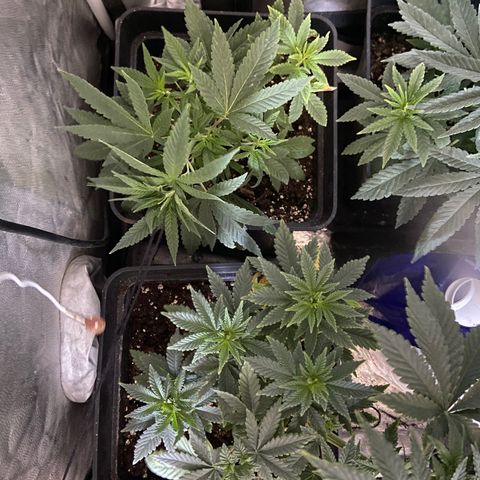 Fruit Spirit growlog timeline photo