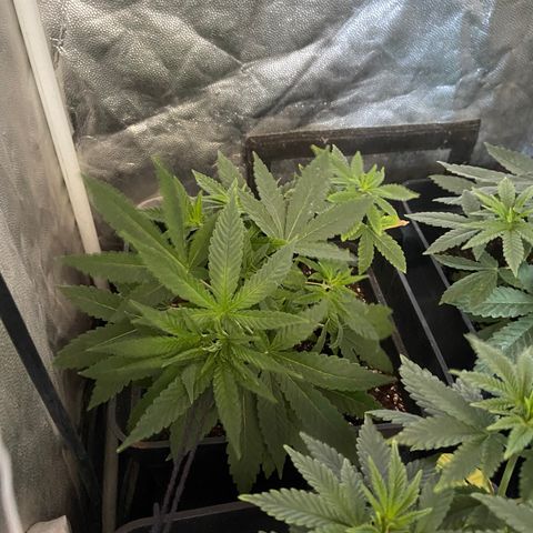 Fruit Spirit growlog timeline photo