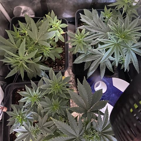 Fruit Spirit growlog timeline photo